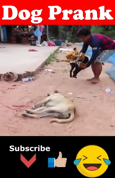 Prank Dog  _ Dog Wear Tiger Mask Fake Tiger So Funny Dogs Prank Try To Stop Laugh 2023 _shorts (720P_HD)