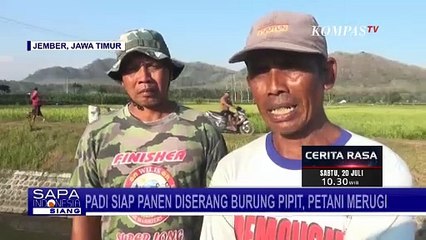 Lebih Dari 100 Hektar Tanaman Padi Siap Panen Diserang Burung Pipit, Petani Merugi