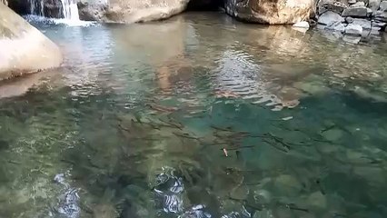 Double Decker Living Roots Bridge