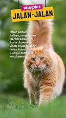Menariklah, sudah ada petcation untuk si bulus. Tak perlulah nak tinggalkan dekat boarding pet lama-lama