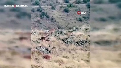 Yer Malatya: 200 yaban keçisi yola böyle indi