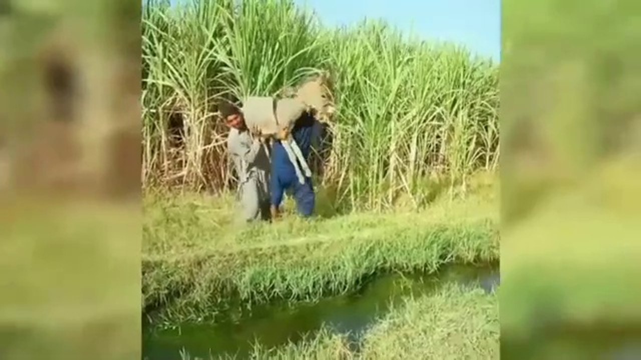 Funny videos entertainment