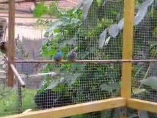 cordon bleu a joues rouges parade