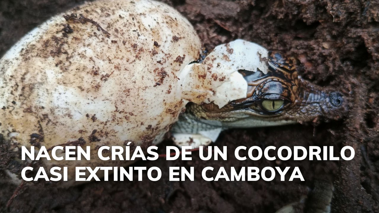 Nacen crías de un cocodrilo casi extinto en Camboya
