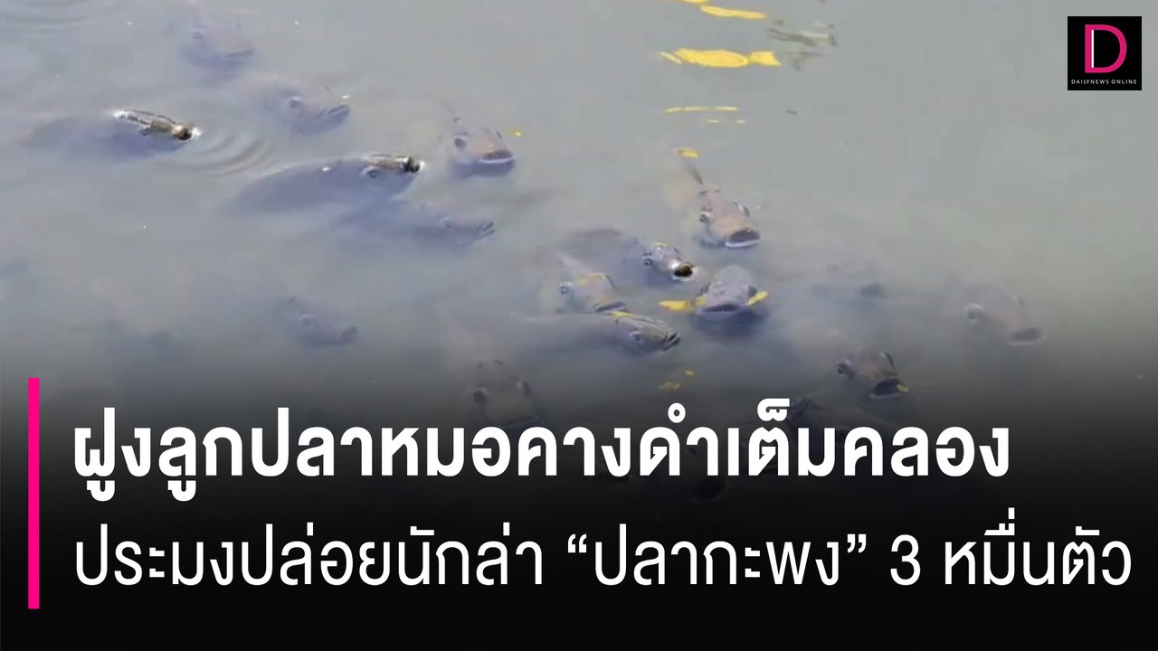 ฝูงลูกปลาหมอคางดำเต็มคลองมหาชัย ประมงปล่อยนักล่า "ปลากะพง" 3 หมื่นตัว | HOTSHOT เดลินิวส์ 19/07/67