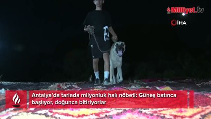 Tarlada milyonluk halı nöbeti: Güneş batınca başlıyor, doğunca bitiriyorlar