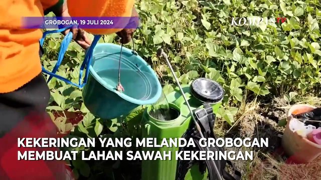 Sawah Kekeringan, Petani di Grobogan Tanami Kacang Hijau