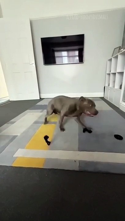 Mostly Funny animals 2023-- - Funniest Cats and Dogs Video----192 _shorts(480P)