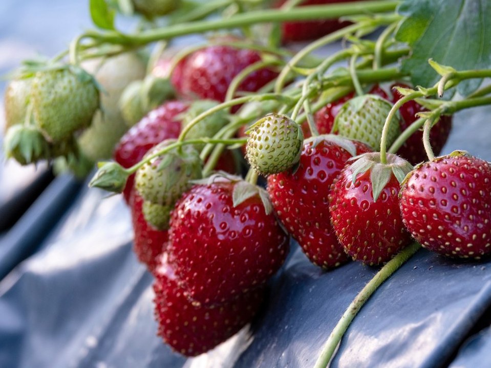 Zuviel Regen: Jetzt werden die Erdbeeren knapp