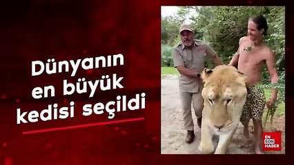 Guinness Dünya Rekorları tarafından dünyanın en büyük kedisi seçildi