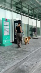 Lady Plays Hide and Seek with Her Dog