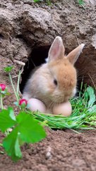 Cute Rabbit #cute #rabbit
