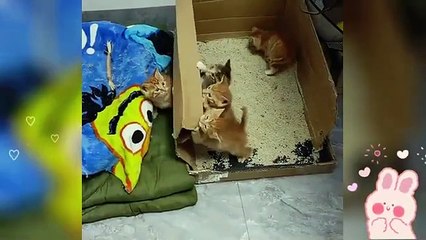 So many cuTE kittens videos compilation 2024#4