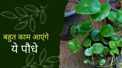 मानसून में घर ले आएं यह 5 पौधे, इनके पत्तियों के नियमित सेवन से खुद को रख सकते हैं निरोगी