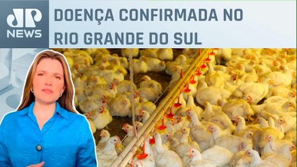 Newcastle: Agro teme suspensão de exportação de aves; Kellen Severo analisa