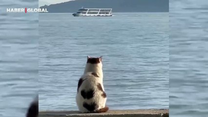 Kadıköy'de denizi seyredip uzaklara dalan kedinin görüntüleri gündem oldu