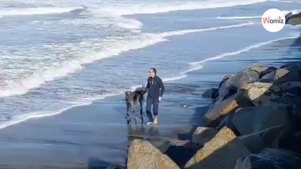 Spaziergang am Strand mit dem Hund wird zum ABSOLUTEN Albtraum (Video)
