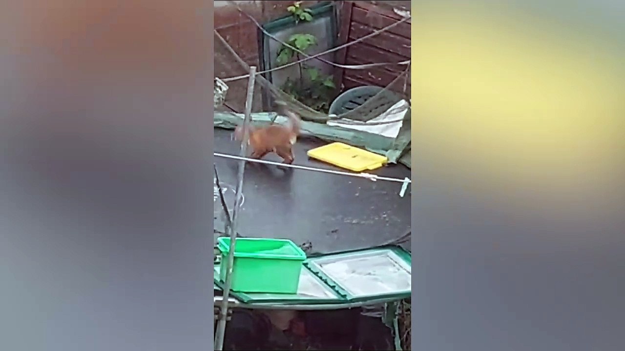 Adorable footage of a family of fox cubs jumping for joy on a trampoline