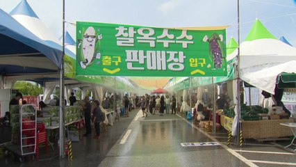 홍천 찰옥수수 축제 개막...21일까지 열려 / YTN