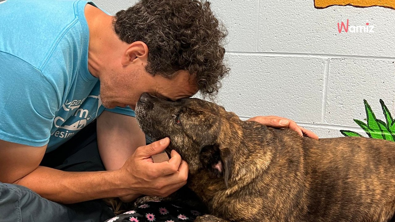 Ils visitent une grotte et découvrent un chien à 15m de profondeur : ils ne comprennent pas comment il est arrivé là