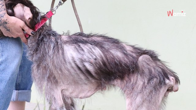 Privée de nourriture et négligée, cette chienne a pu se reconstruire en refuge et aimerait connaître la vraie vie