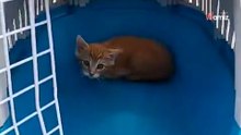 "La cobardía en todo su esplendor": refugio encuentra una caja para gatos abierta cerca del refugio