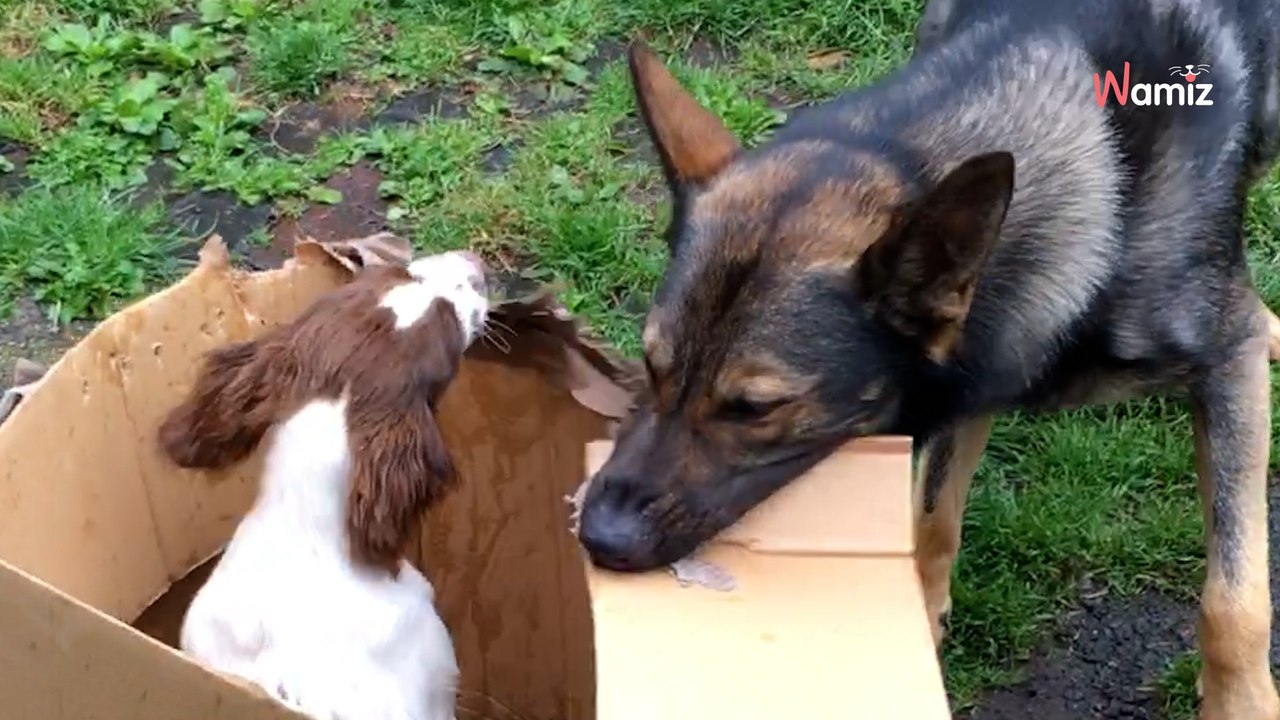 Schäferhund spielt mit einem Karton: Als sie sehen, was sich darin befindet, wird ihnen ganz anders