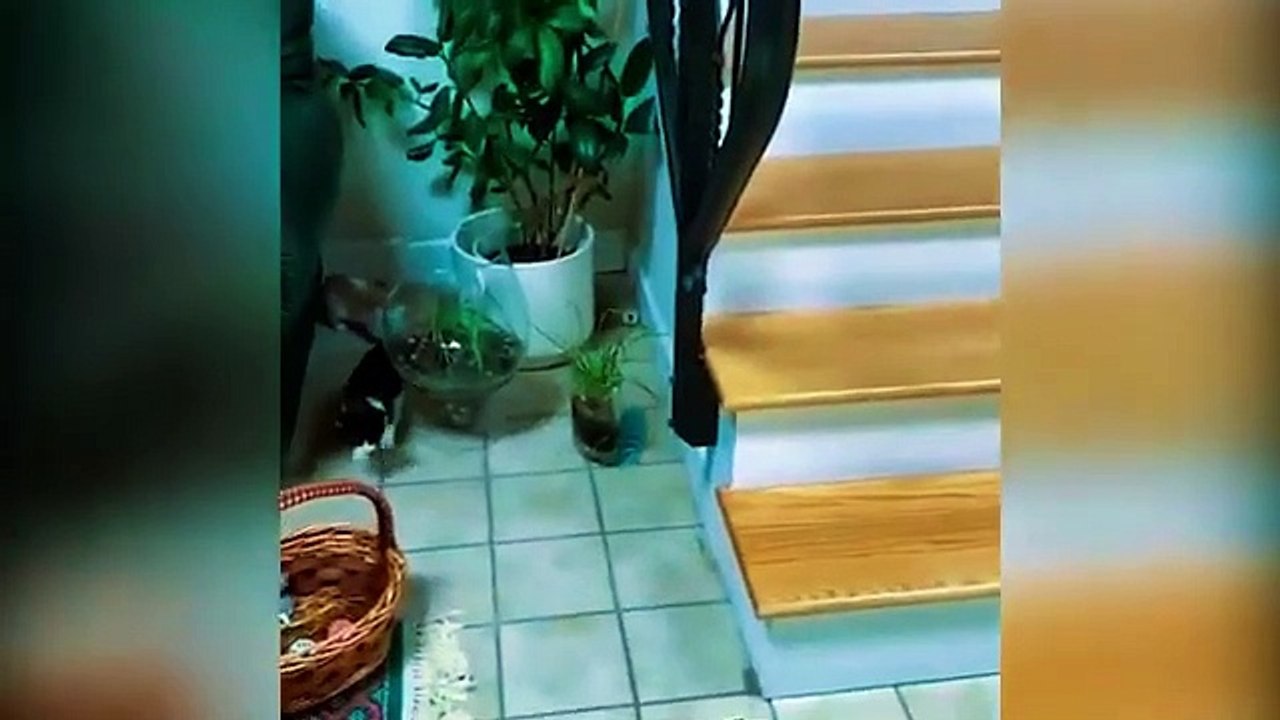Best Funny Animal Videos 2024 Funniest Cats And Dogs Video