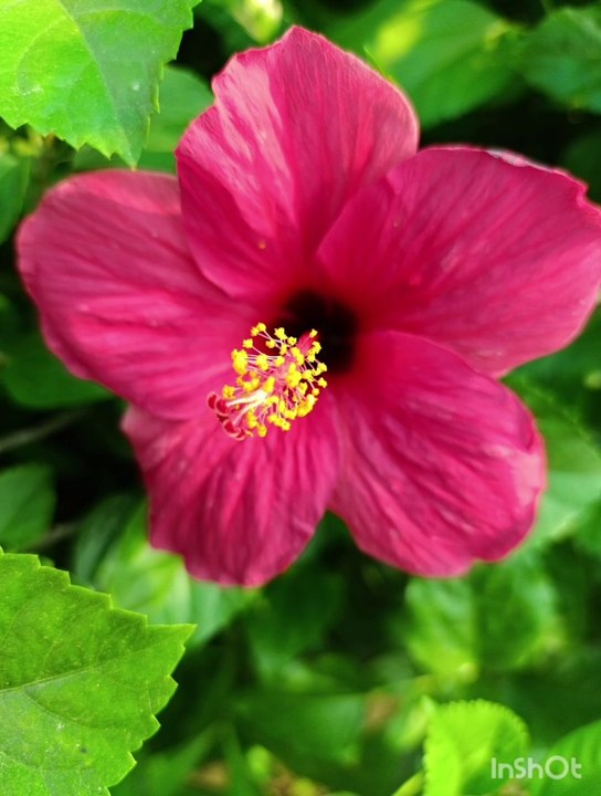 Natural flowers plants #flowor #plants#natural viral #viral#viral