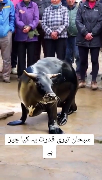 Viral fish Cow Video