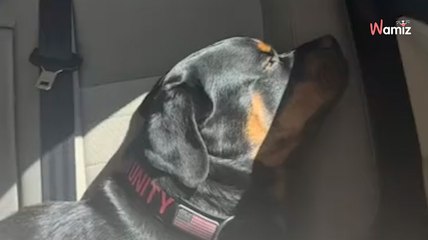 Elle dépense près de 500 euros chez le vétérinaire : elle est choquée en découvrant le diagnostic