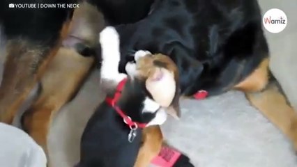 Cachorro beagle se acerca al rottweiler: 4 millones de personas se quedan sin respiración (Vídeo)
