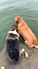 Ce chien plonge en apnée... incroyable