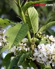 चिकनगुनियाचे या भागात सर्वाधिक रुग्ण…