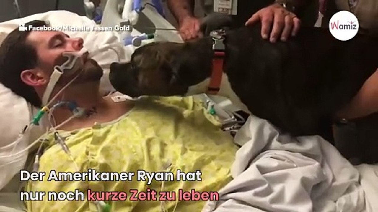 Herrchen hat nicht mehr lange zu leben: Was sein Pitbull macht, rührt alle zu Tränen (Video)