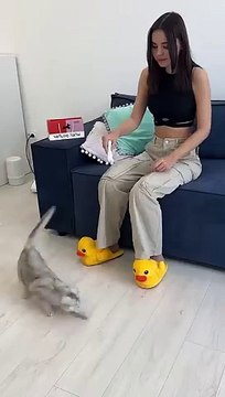 _cat _cats(360P)