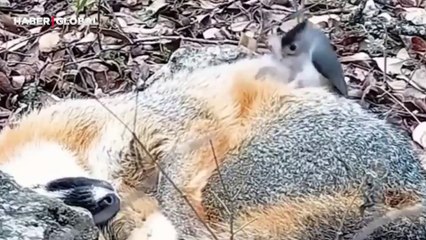 Yuvası için uyuyan tilkinin tüylerinden faydalanan kuşun görüntüleri güldürdü