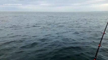 Dolphin pod spotted off Kent coast near Folkestone