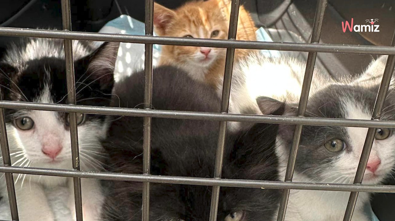 Boite en carton abandonnée en plein soleil : à l’intérieur se joue un vrai drame