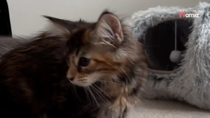 Il décide d’adopter un Maine Coon, mais n’avait pas prévu de repartir avec autant de chatons !