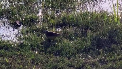 Watch the Western Yellow Wagtail – Stunning Wildlife Footage!