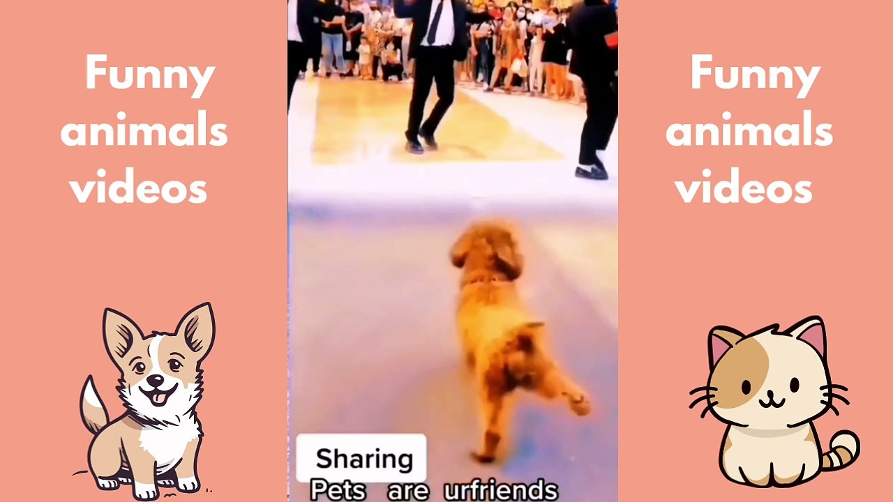 Cats and Dogs at Their Funniest