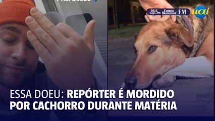 Cachorro morde repórter durante matéria