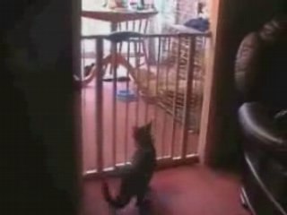 Funny cat jumping