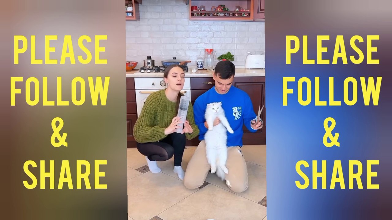 Funny video/ cats / dogs video / animal video #funnymoments #funnyvideo #funniestvideo #animalsvideo #catvideo #dogvideo #entertenment #comedy #usa #uae #hollywood