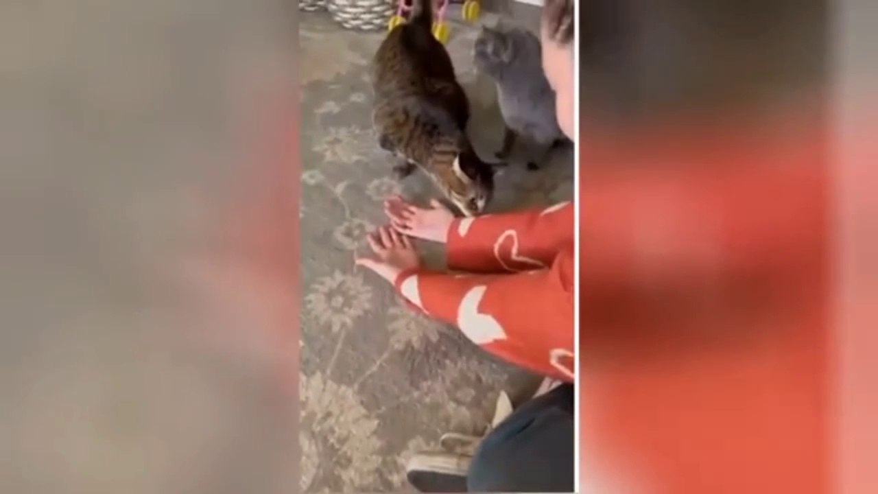 Funny Cats moments ❤️❤️