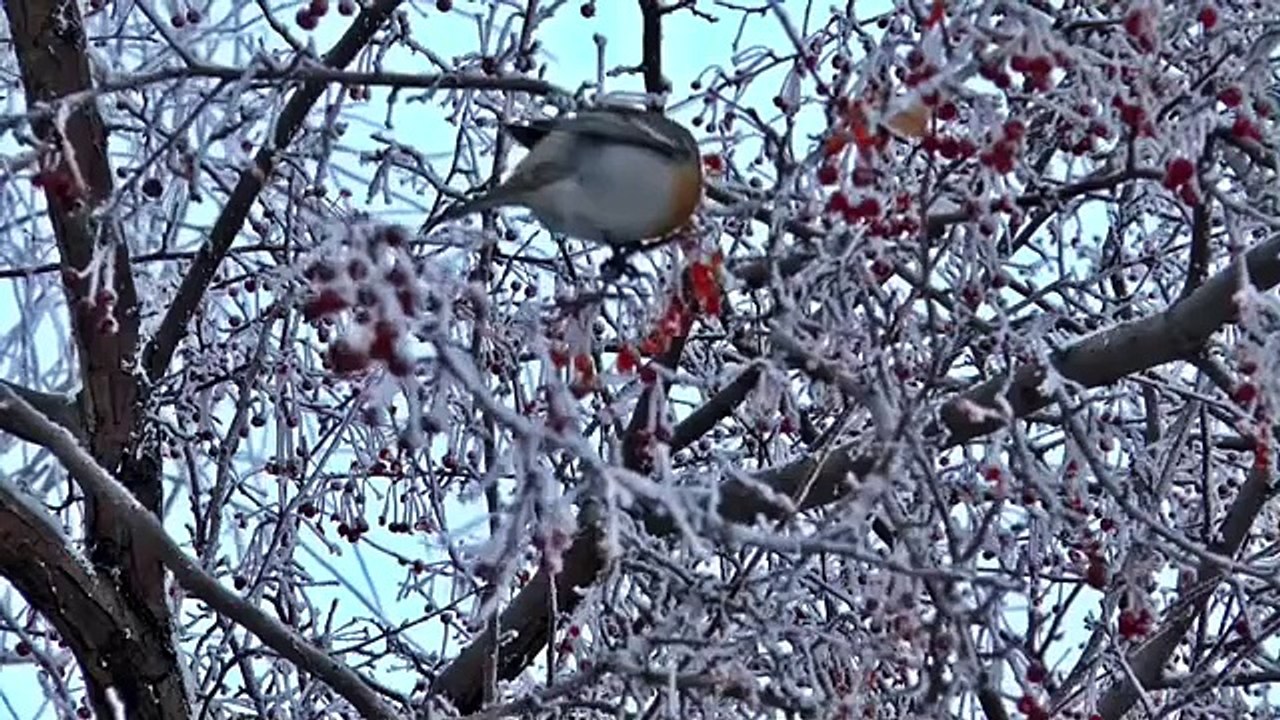 Winter Snowfall Compilation All Around The WORLD _ Free HD Video
