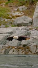 With eight razor-sharp talons at their disposal,snatching a fish from......