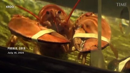 Meet Crush, the Rare Orange Lobster Diverted From a Dinner Plate by Denver Broncos Fans