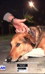 Cachorrinho... Repórter faz carinho em cão Bruno e é atacado ao vivo durante reportagem
